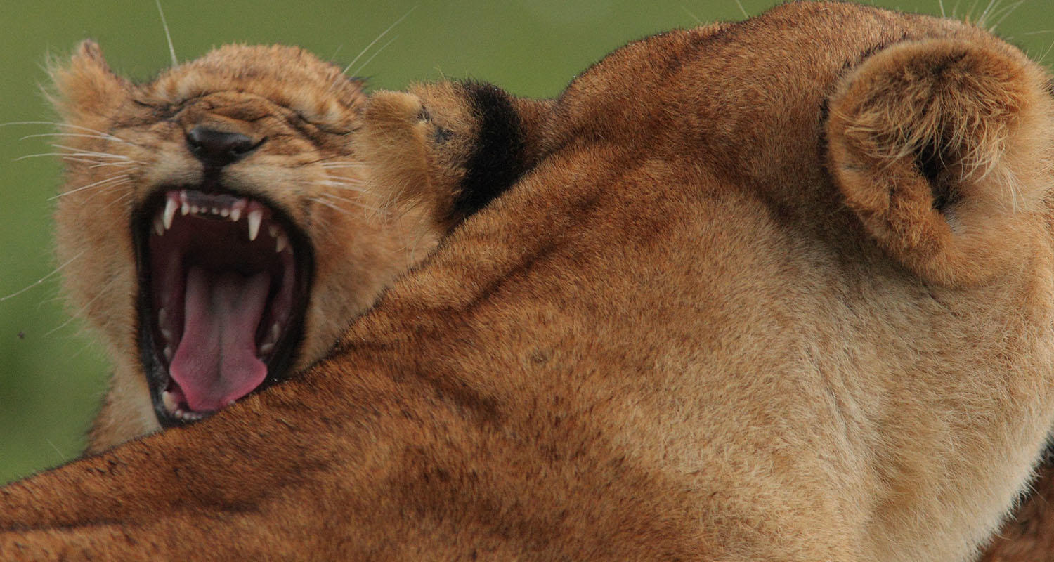 3 Days Tanzania Safari