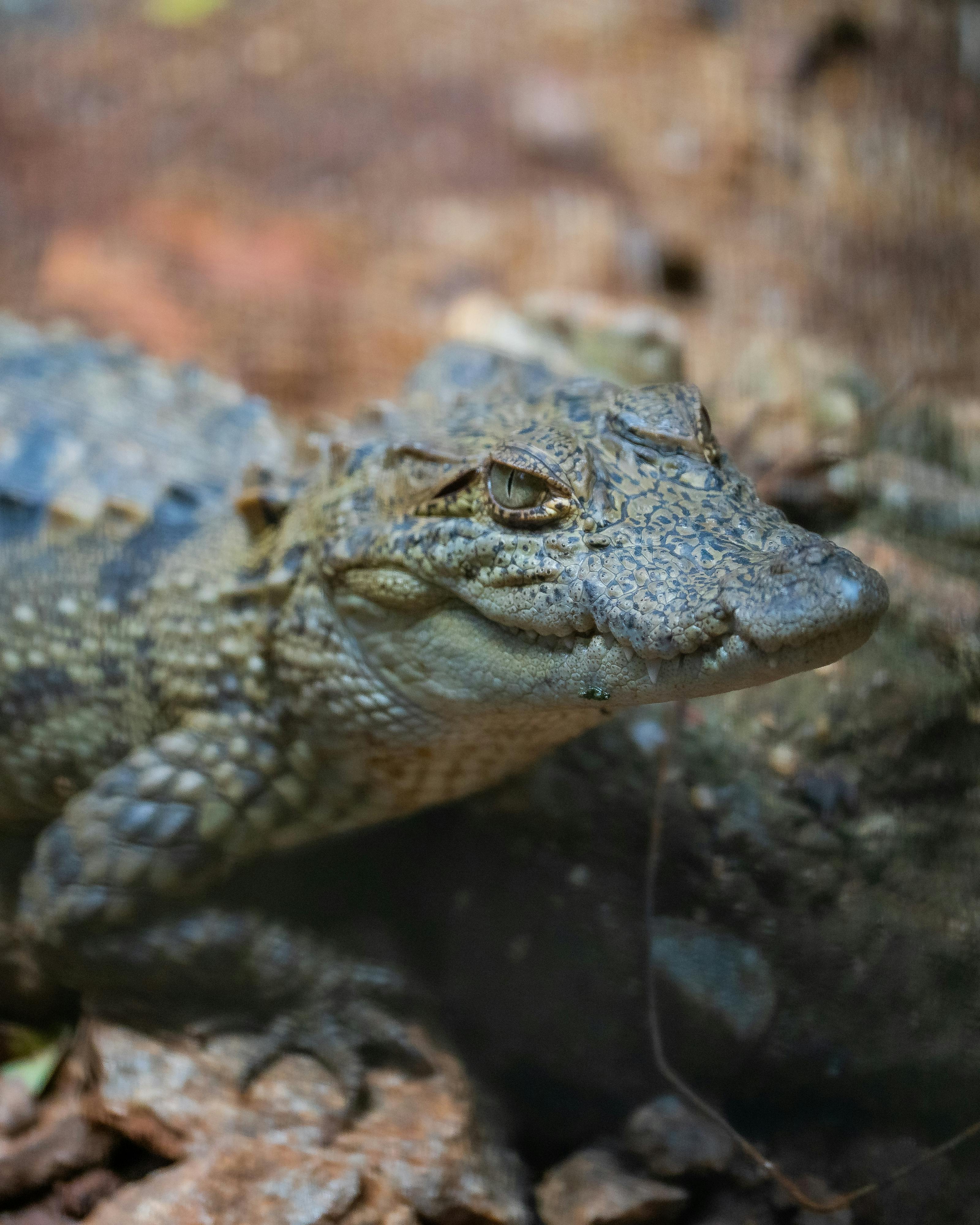 Crocodile lurking in Serengeti waters