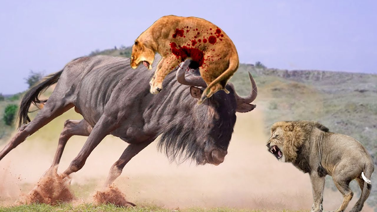 Wildebeest river crossing viewpoint