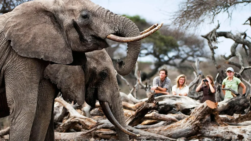 Classic Serengeti safari