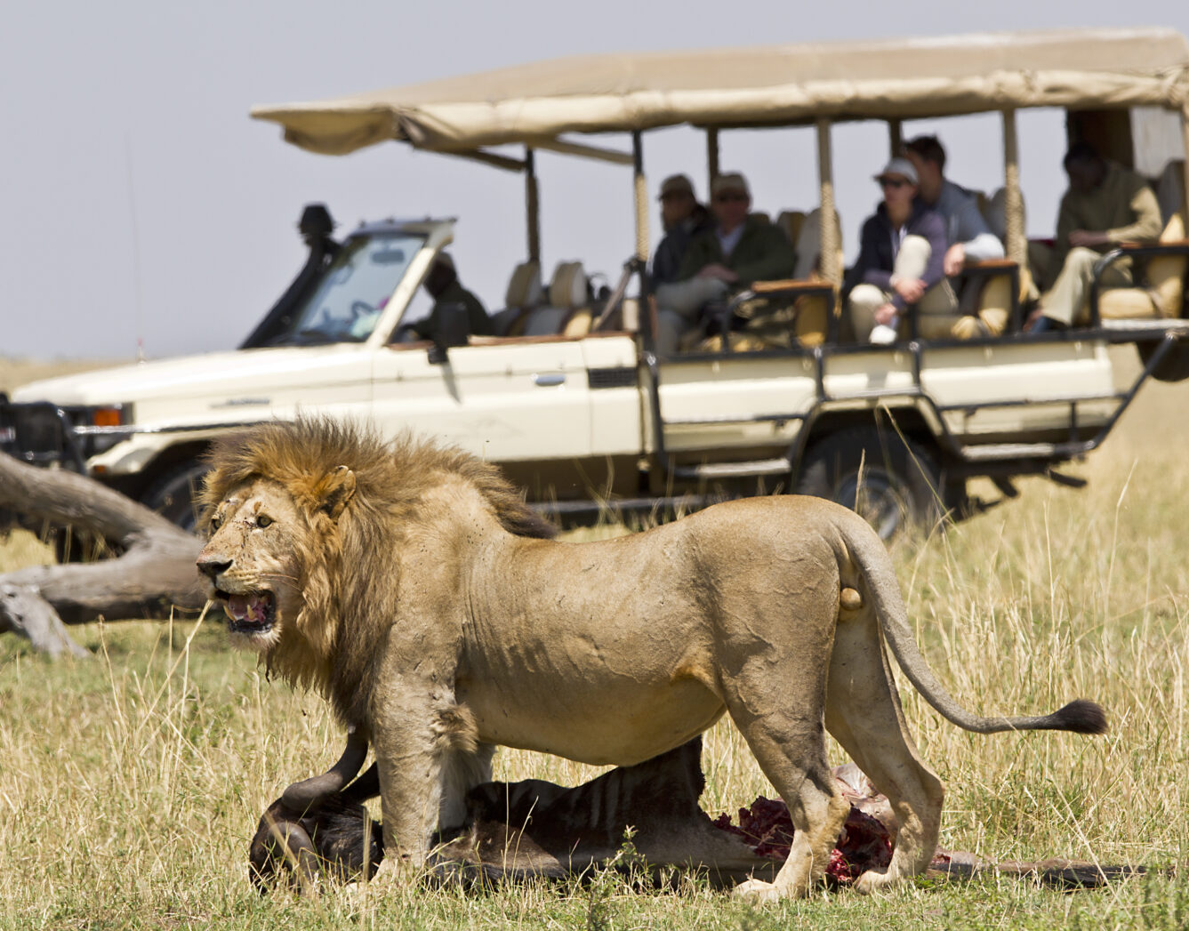 Serengeti game drive