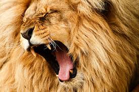 Lion closeup in Serengeti