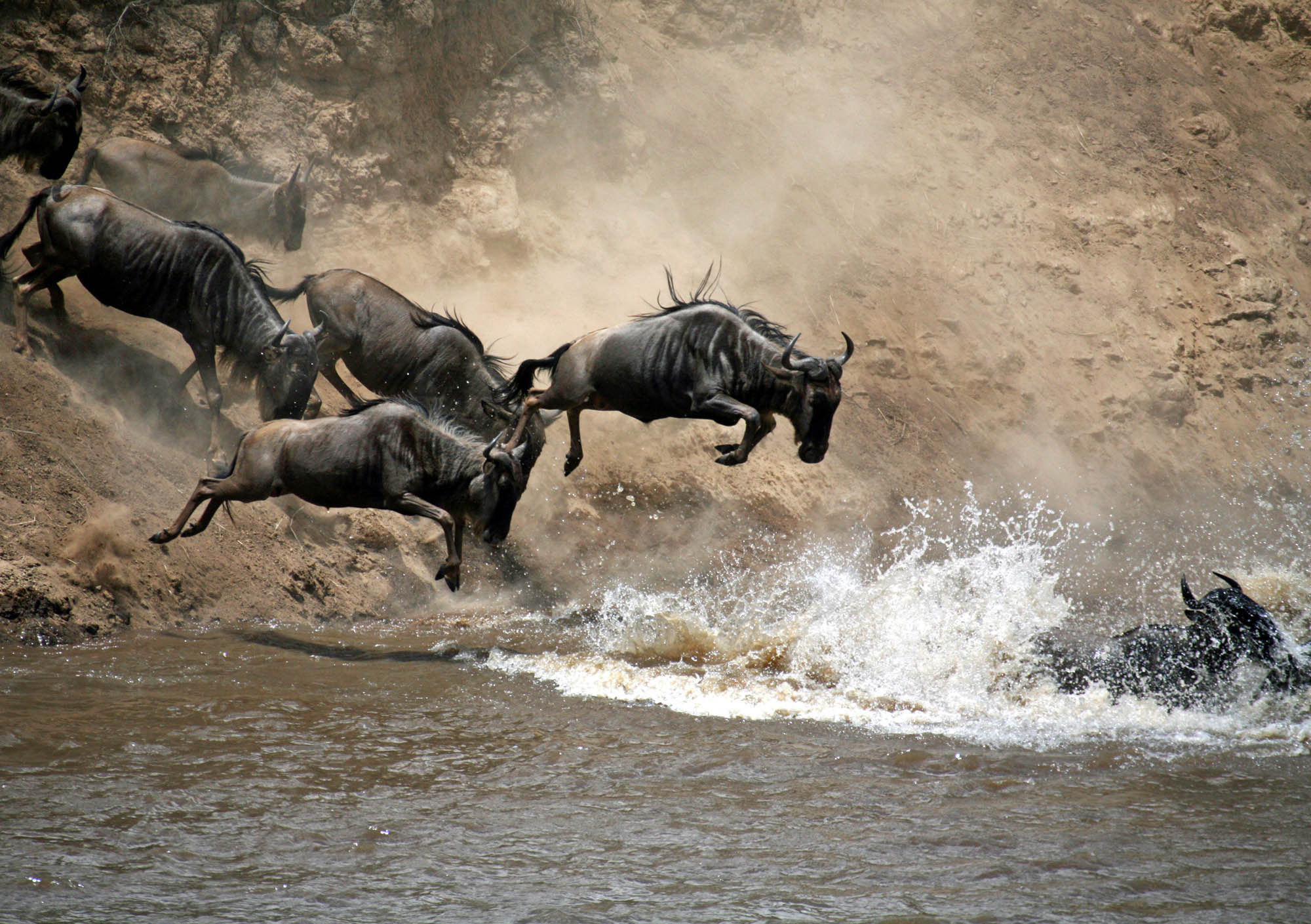 Wildebeest crossing river during Great Migration