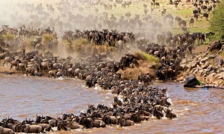 Wildebeest river crossing