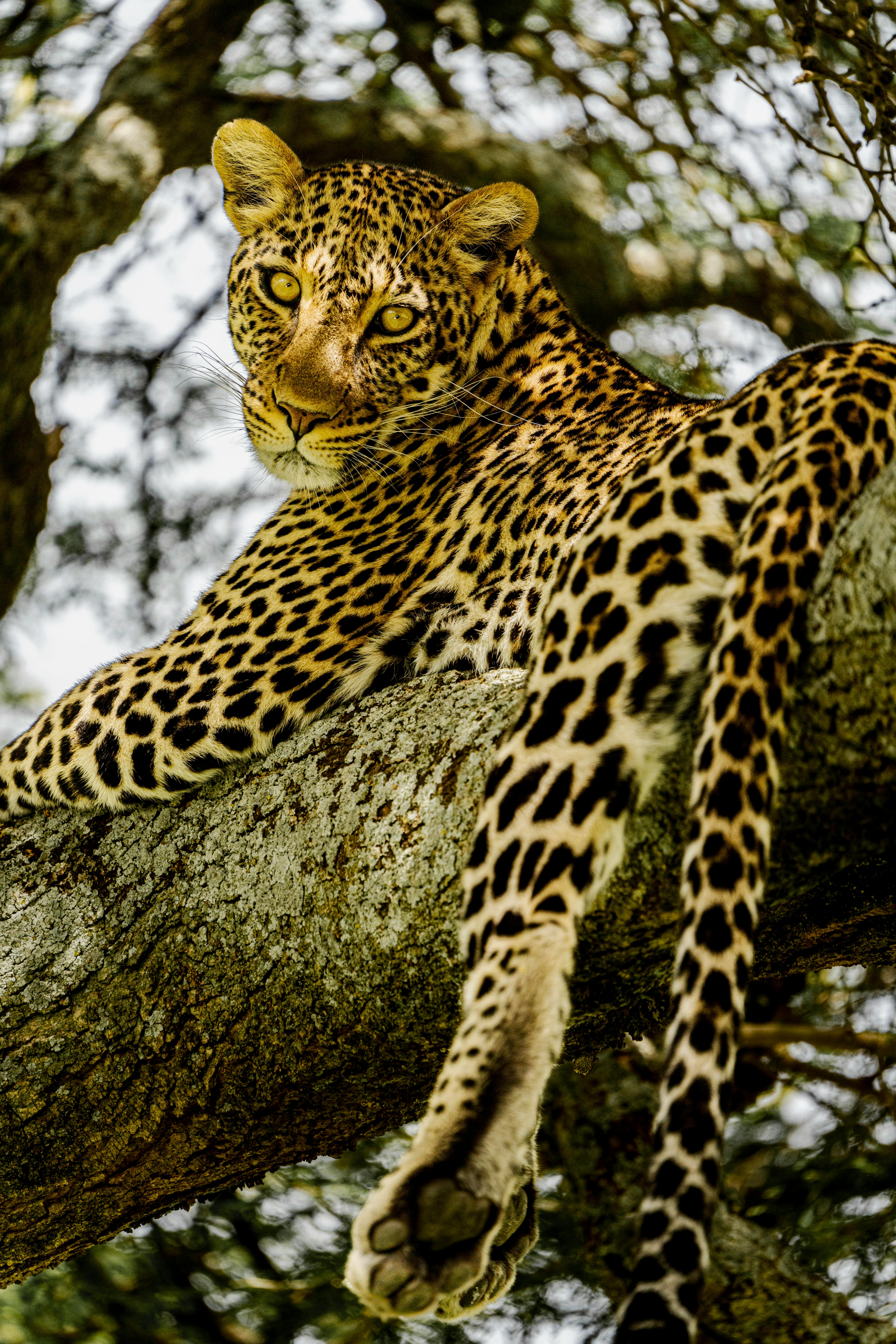 Leopard resting on a tree branch