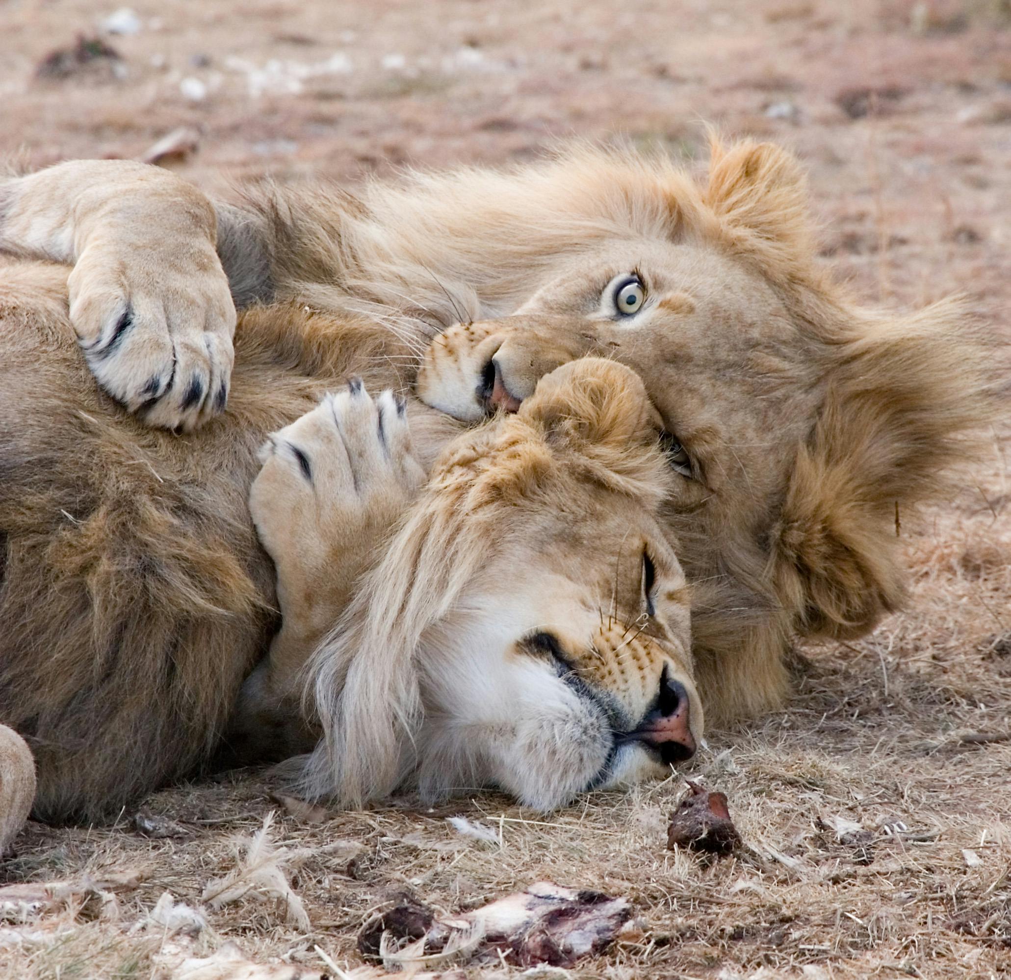 Lion pride resting in the Serengeti