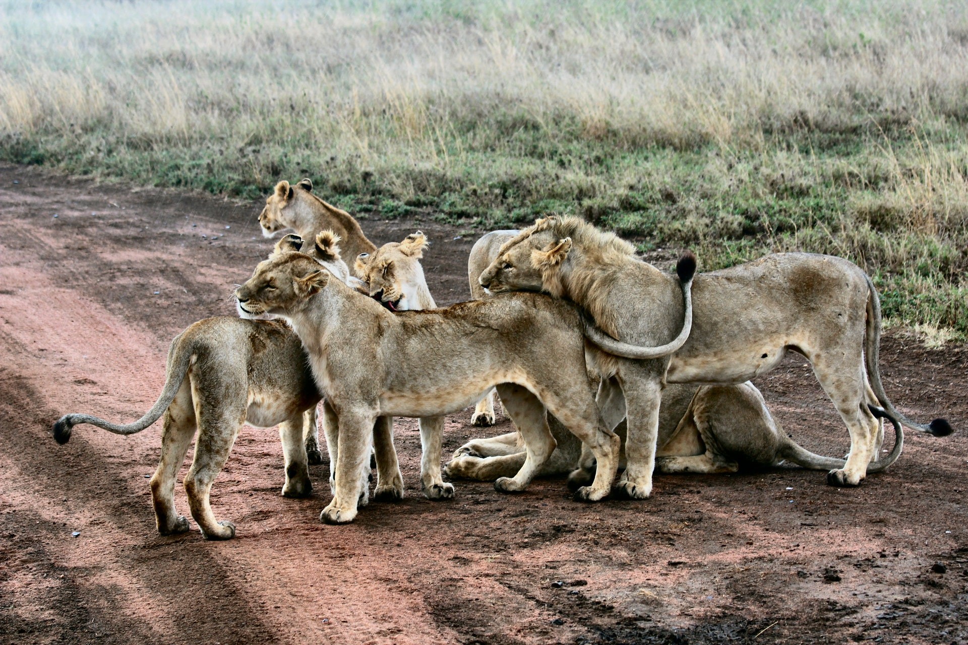 Luxury Migration Safari