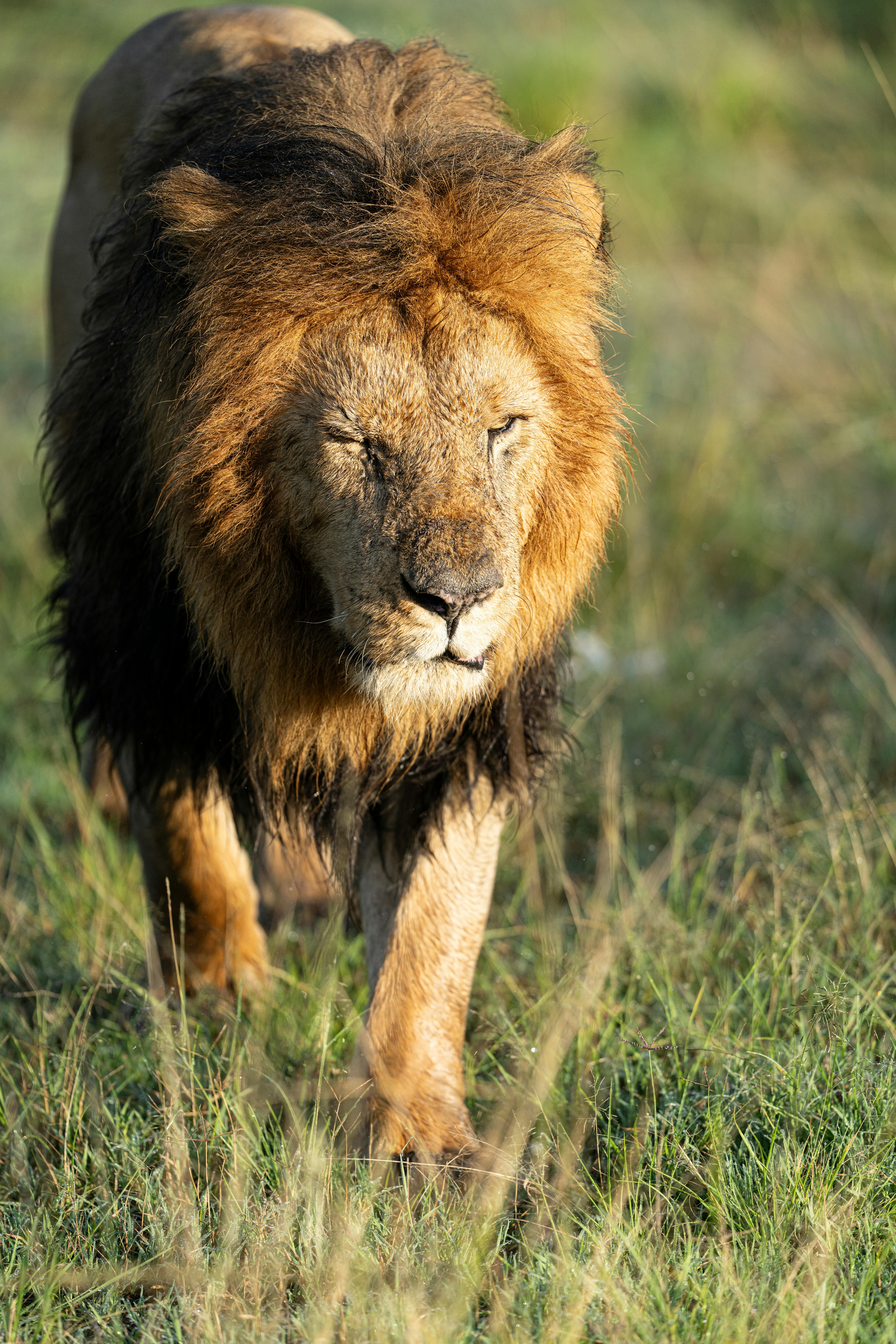 Buffalo herd in Serengeti National Park