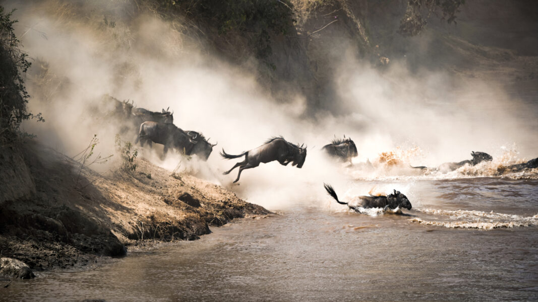 Wildebeest migration